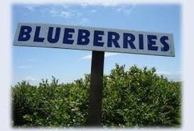 Blueberry Fields