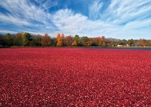 Cranberry